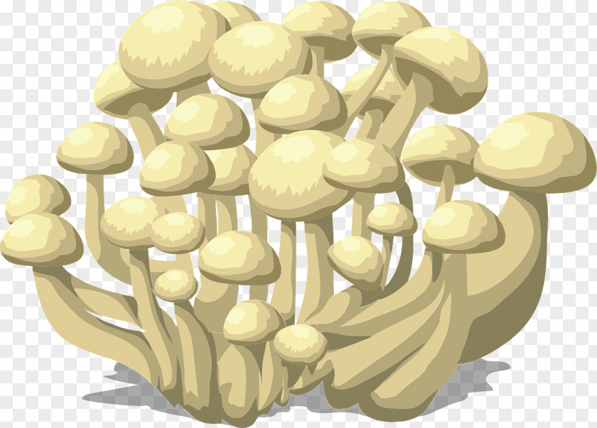 Mushroom Protists And Fungi Snow Fungus Lingzhi PNG