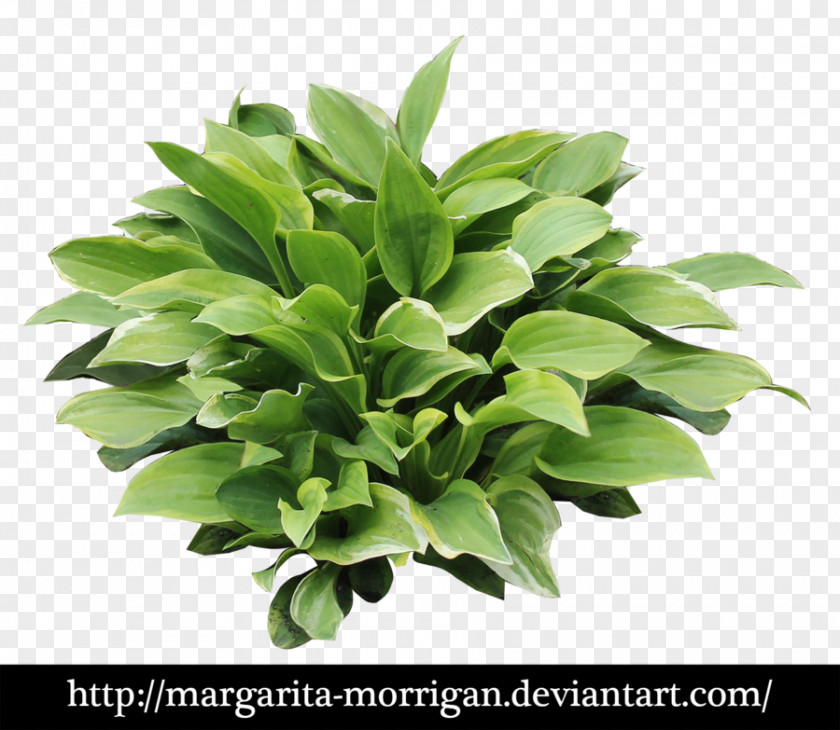 Plantain Margarita Lilies Shrub PNG