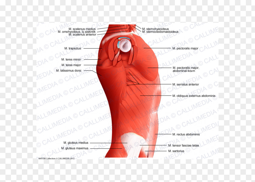 Temporoparietalis Muscle Abdomen Hip Rectus Abdominis PNG