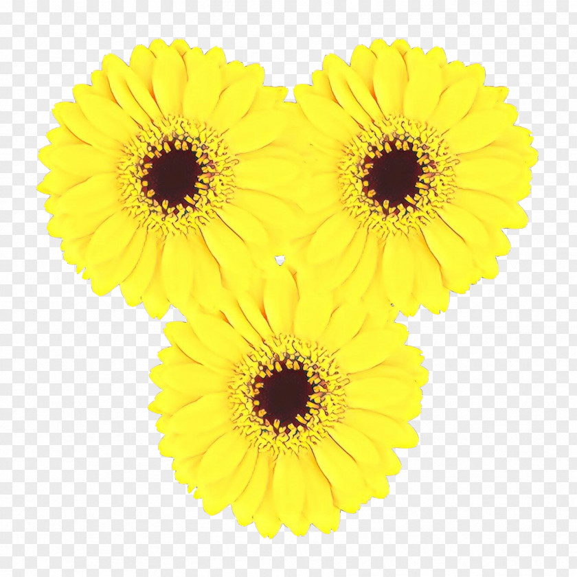 Transvaal Daisy Cut Flowers Pot Marigold Sunflower PNG