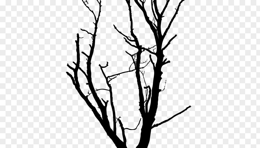 Woody Plant Branch Tree Twig White Leaf PNG