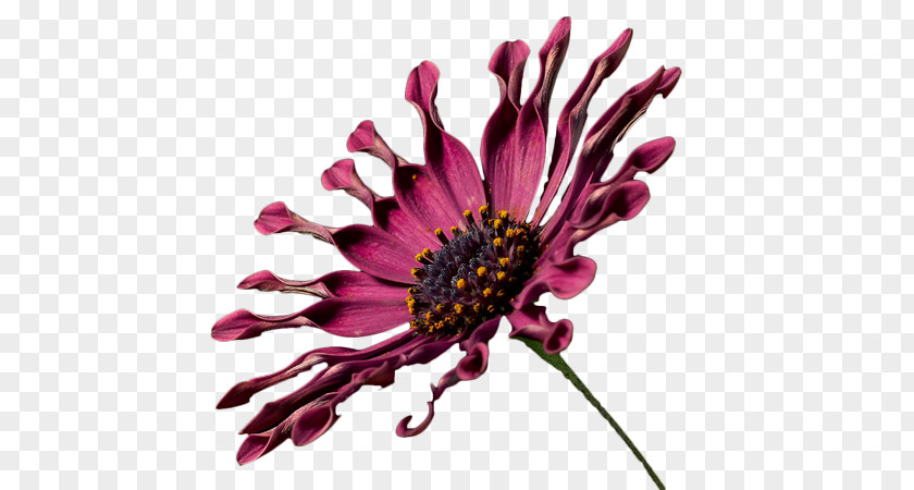 African Daisy Common Chrysanthemum Aster Purple Cut Flowers PNG
