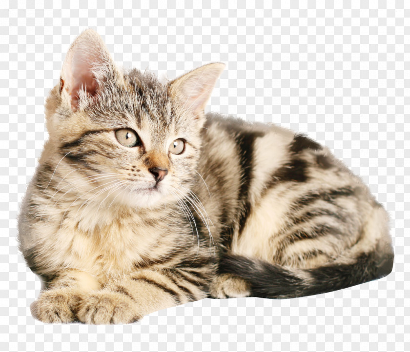 Cats Pixie-bob Siamese Cat Kitten Food Dog PNG