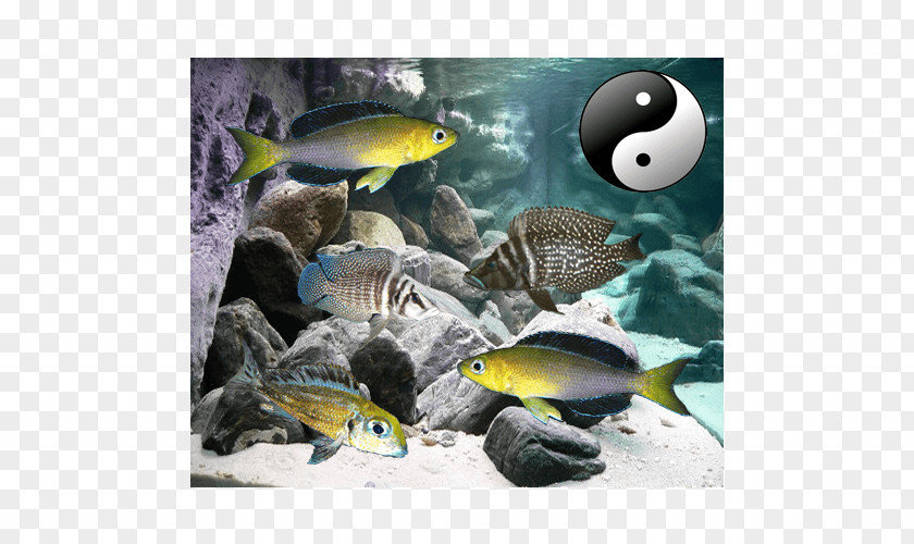 Fish Bony Fishes Aquarium Golden Mbuna Malawi Eyebiter PNG