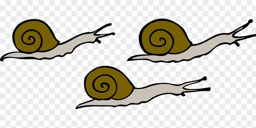 Snails Snail Clip Art PNG