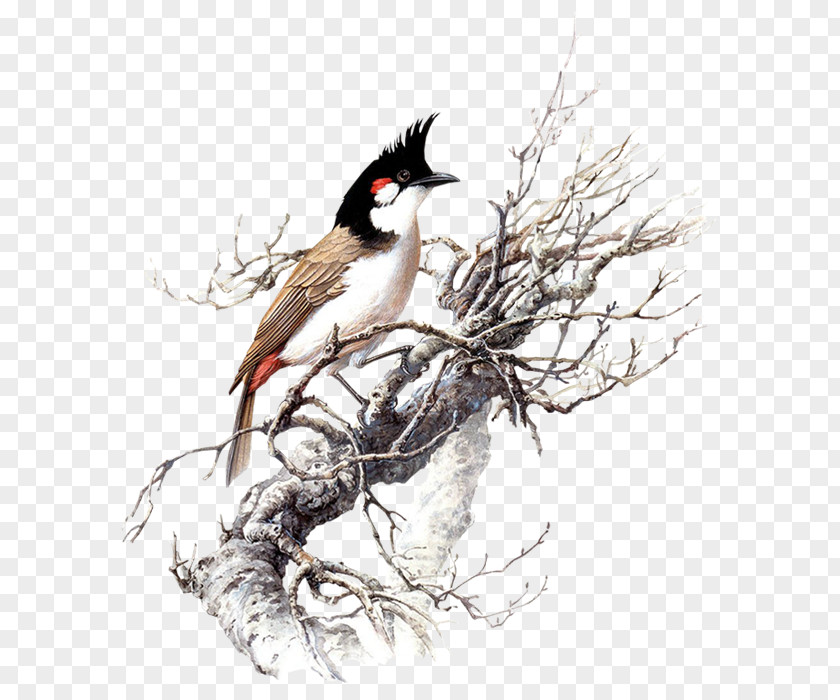 Winter Birds PNG