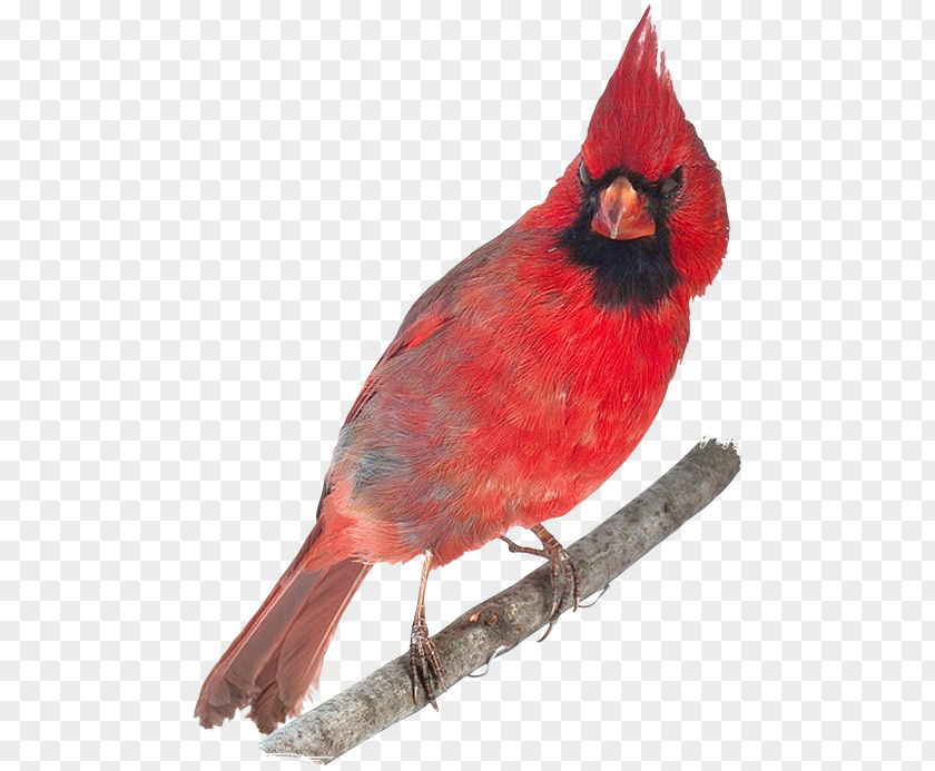 Bird Ohio Northern Cardinal Paper Abingdon PNG