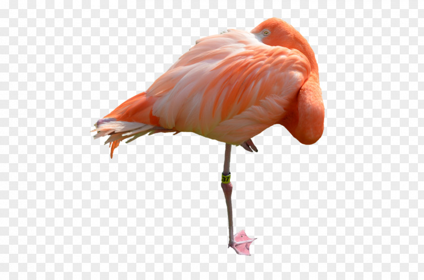 Flamingo Bird DeviantArt PNG