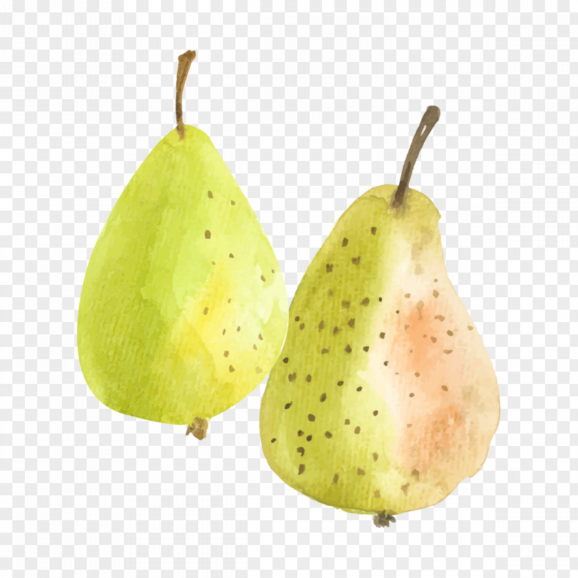 Hand Painted Pineapple Pyrus Nivalis Xd7 Bretschneideri Fruit PNG