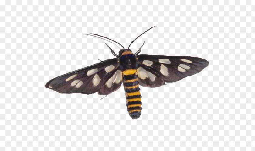 Mini Moths Moth Butterfly Insect Polilla PNG