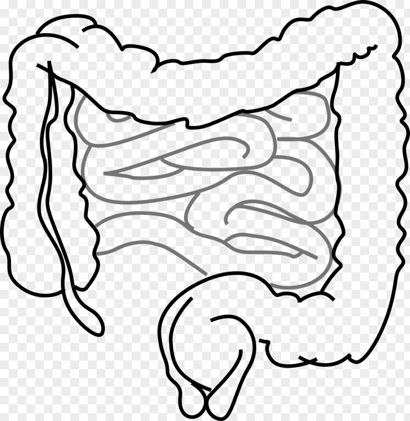 Organs Small Intestine Gastrointestinal Tract Large Clip Art PNG