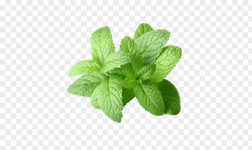 Pepermint Peppermint Extract Mentha Arvensis Spicata Essential Oil PNG