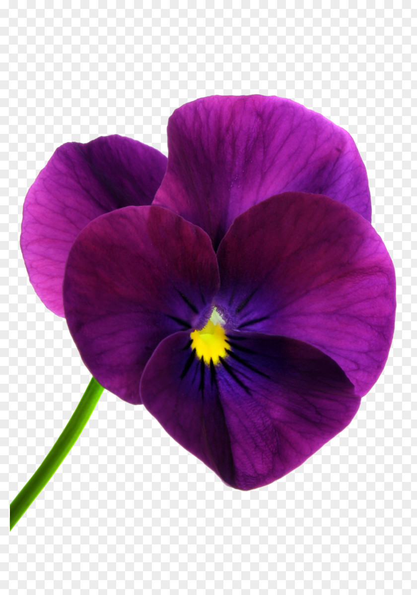 Purple Flowers Pansy Poppy Clip Art PNG