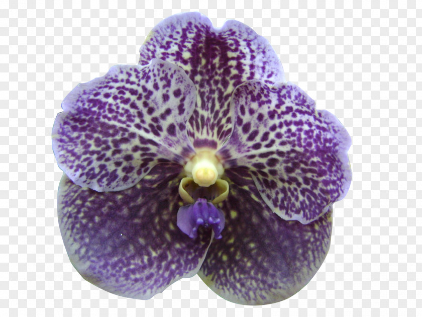 Purple Watercolor Flowers Singapore Orchid Moth Orchids Violet Lilac PNG