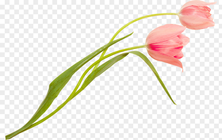 Tulip Cut Flowers Karstil Stretch Ceiling Plant Stem PNG