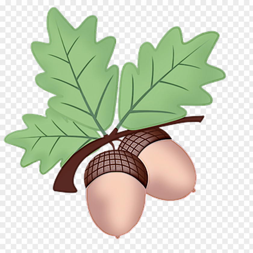 Vascular Plant Oak Plane PNG