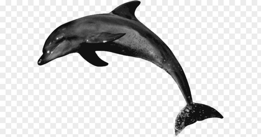 Dolphin Common Bottlenose Rough-toothed Tucuxi Short-beaked Wholphin PNG