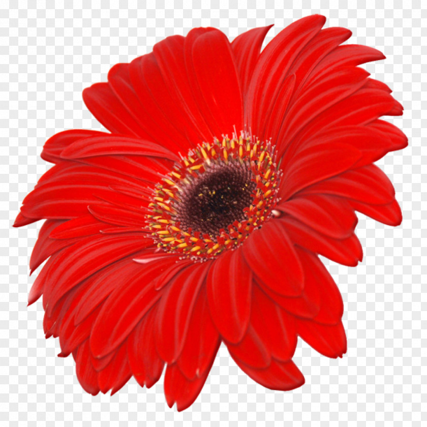 Flower Image Resolution Clip Art PNG