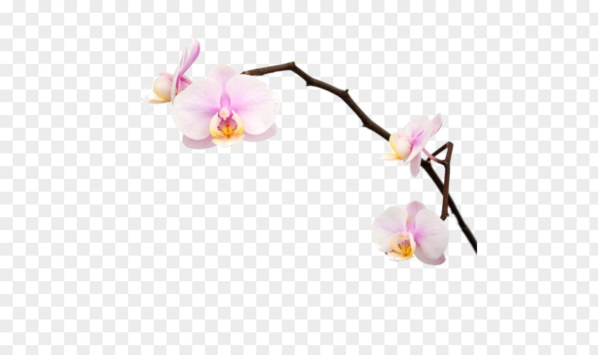 Orchid Moth Orchids Flower Plant PNG