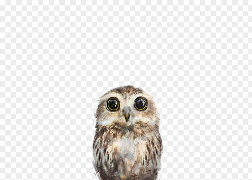Owl Animal Painted Illustration Little Amy Hamilton Design + Bird Poster PNG