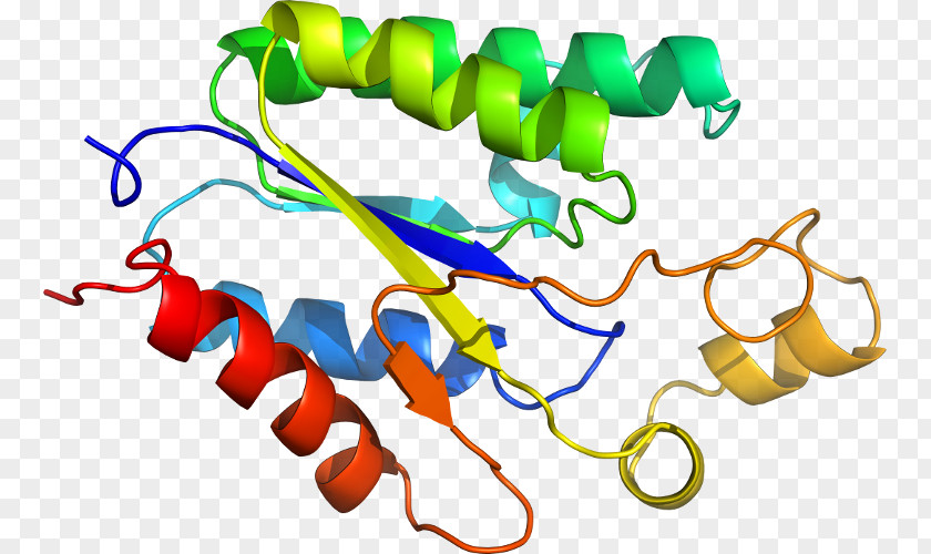 Penicillium Chrysogenum Clip Art Product Organism Line PNG