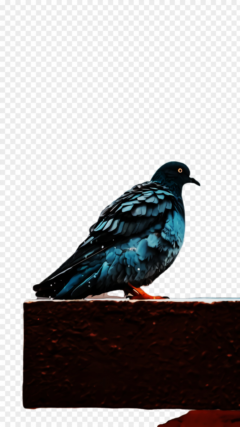 Turquoise Domestic Pigeon Dove Bird PNG