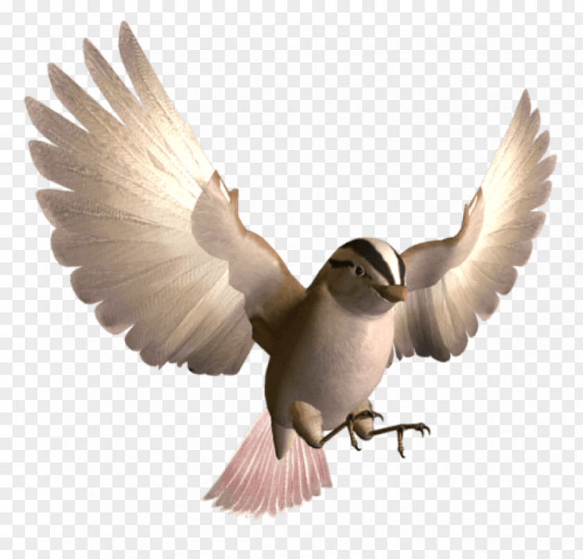 Bird Digital Image Clip Art PNG