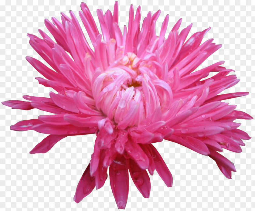 I Cut Flowers Aster Chrysanthemum Daisy Family PNG