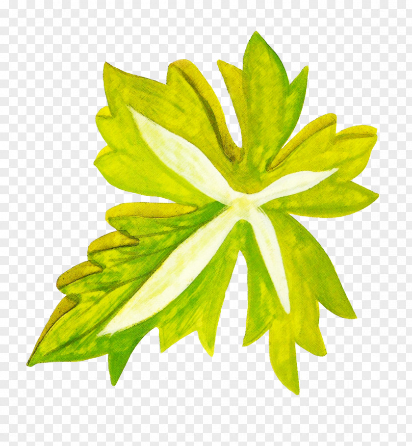 Leaves Leaf Watercolor Painting Google Images Icon PNG