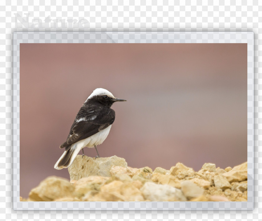 Number 1 Beak American Sparrows Fauna PNG