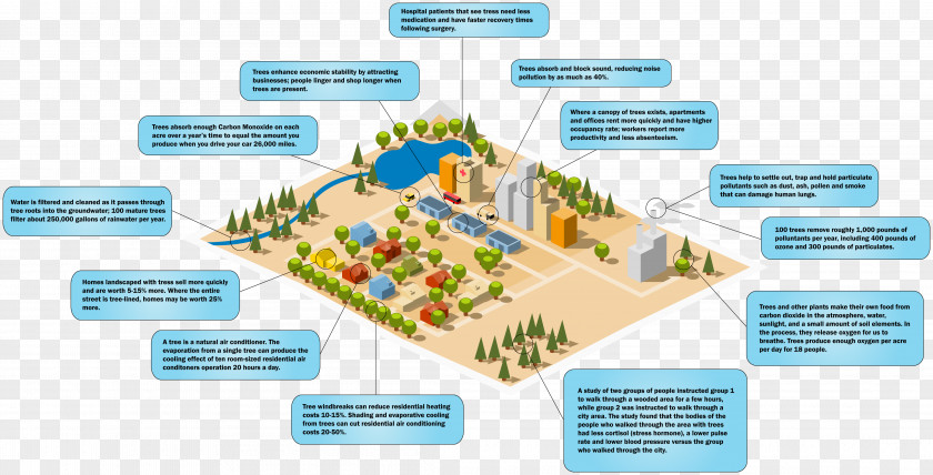 Arbornist Infographic Ostvig Tree Care Diagram Design PNG