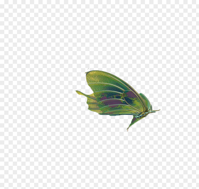 Butterfly,insect,specimen Butterfly Insect Wing Clip Art PNG