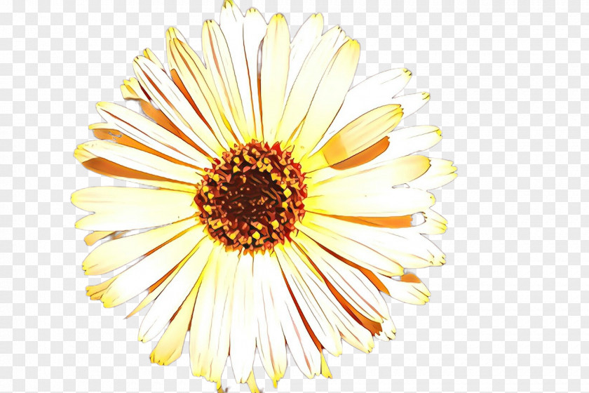 Calendula Asterales Flowers Background PNG