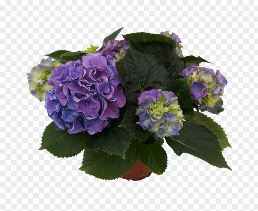 Flower Hydrangea Cut Flowers Floral Design Violet PNG