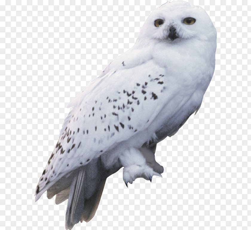 Flying Owl Harry Potter And The Chamber Of Secrets Hedwig Rubeus Hagrid PNG