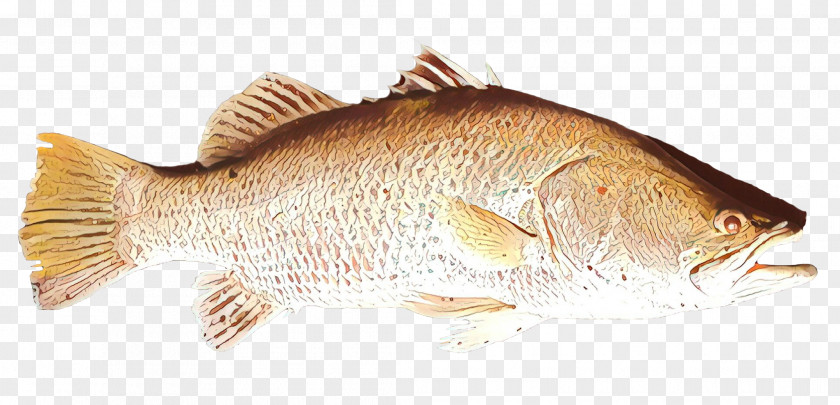 Northern Red Snapper Tilapia Barramundi Fish Products Perch PNG
