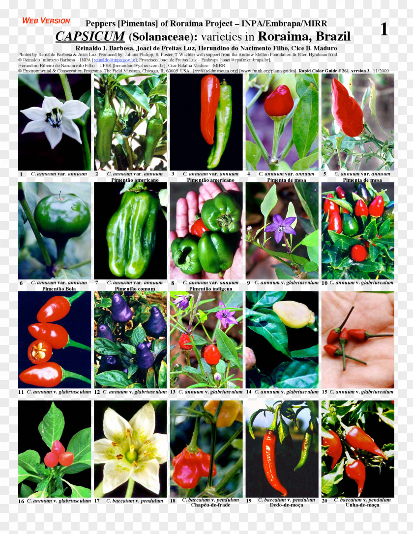 Plant Bell Pepper Chili Nightshade Capsicum Annuum PNG