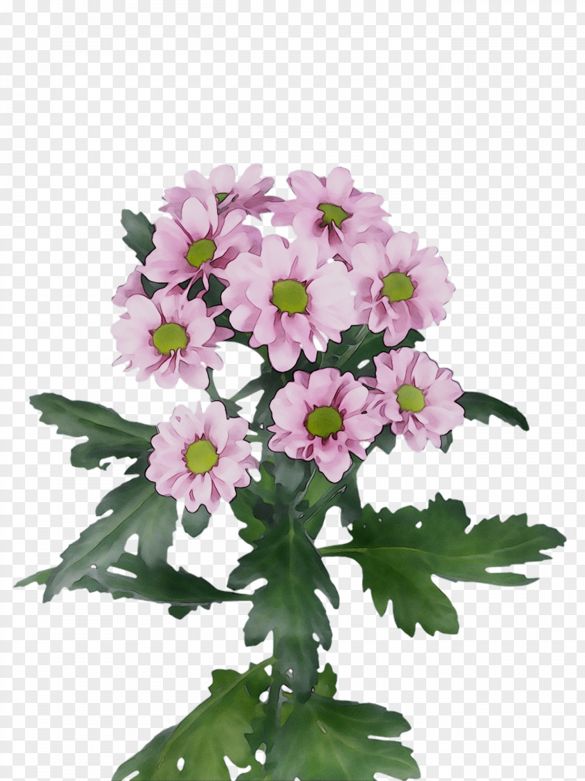 Primrose Vervain Cut Flowers Annual Plant Chrysanthemum PNG