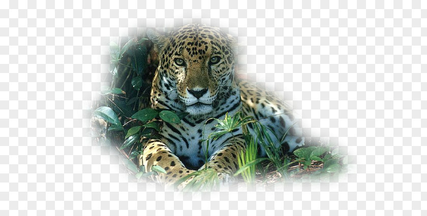 Tiger Snow Leopard Jaguar Felidae PNG