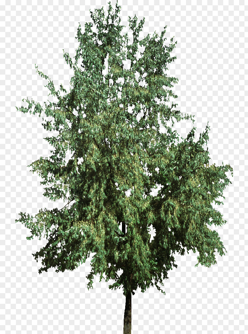 Bush Top Christmas Tree Fir Pine PNG