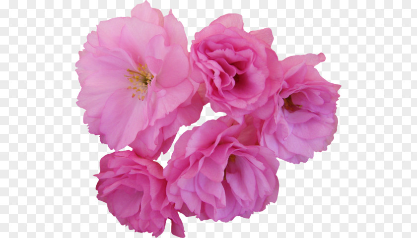Flower Cherry Blossom Centifolia Roses Garden Clip Art PNG