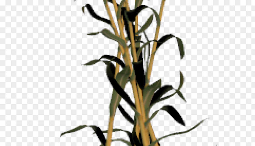 Grass Family Flower PNG