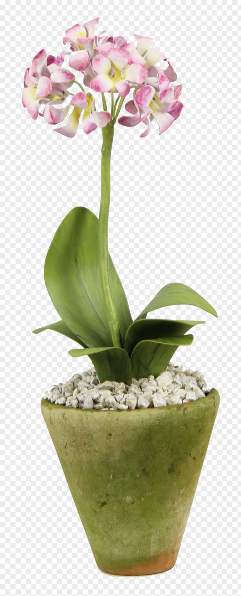 Moth Orchids Flowerpot Houseplant Occasional Furniture Bear's Ear PNG