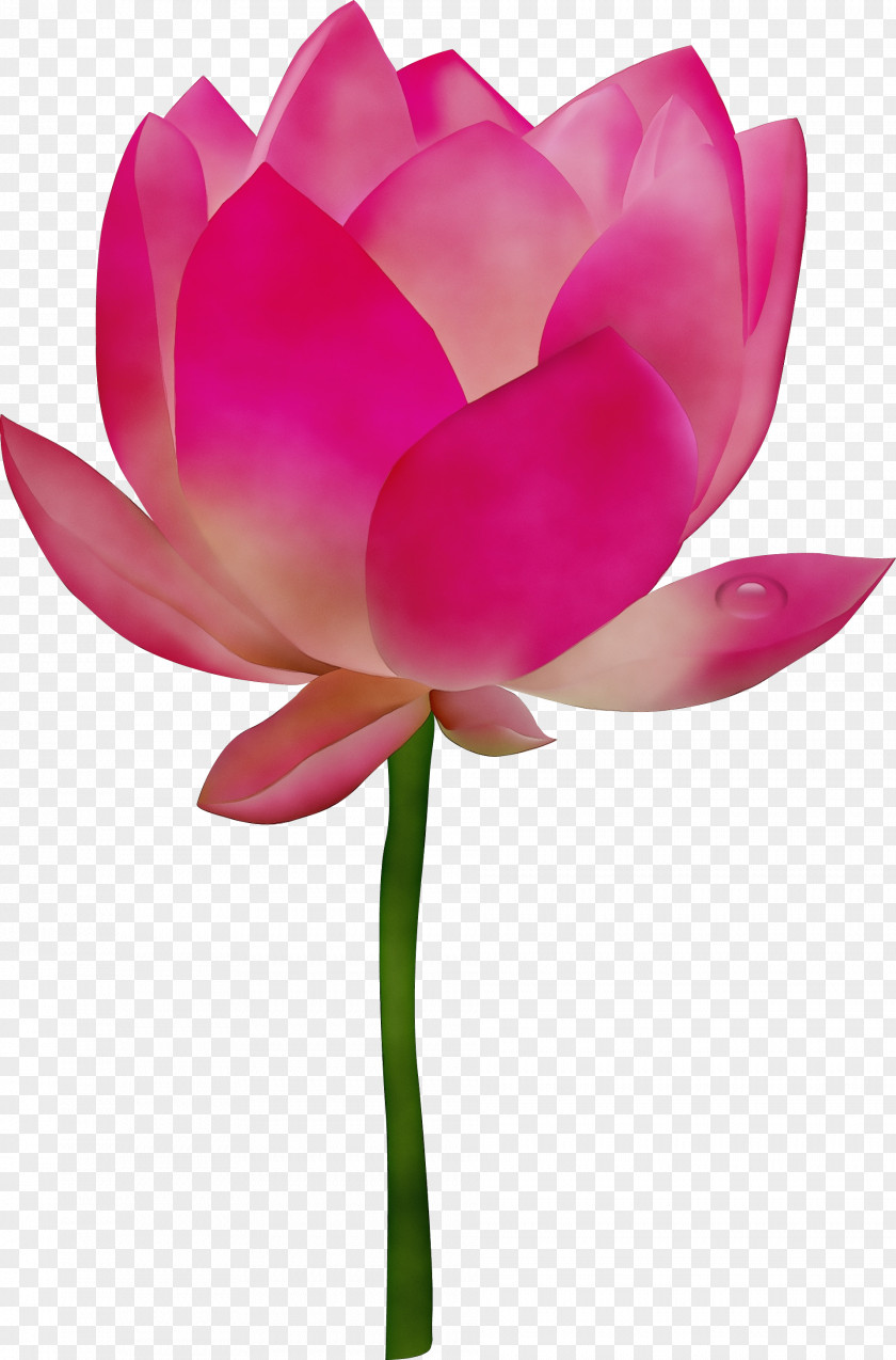 Nymphaea Nelumbo Clip Art Flower Image PNG