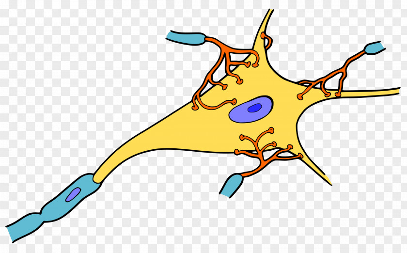Brain Neuron Cell Synapse Nervous System Nerve PNG