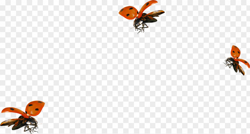 Mosquito Ladybird PNG