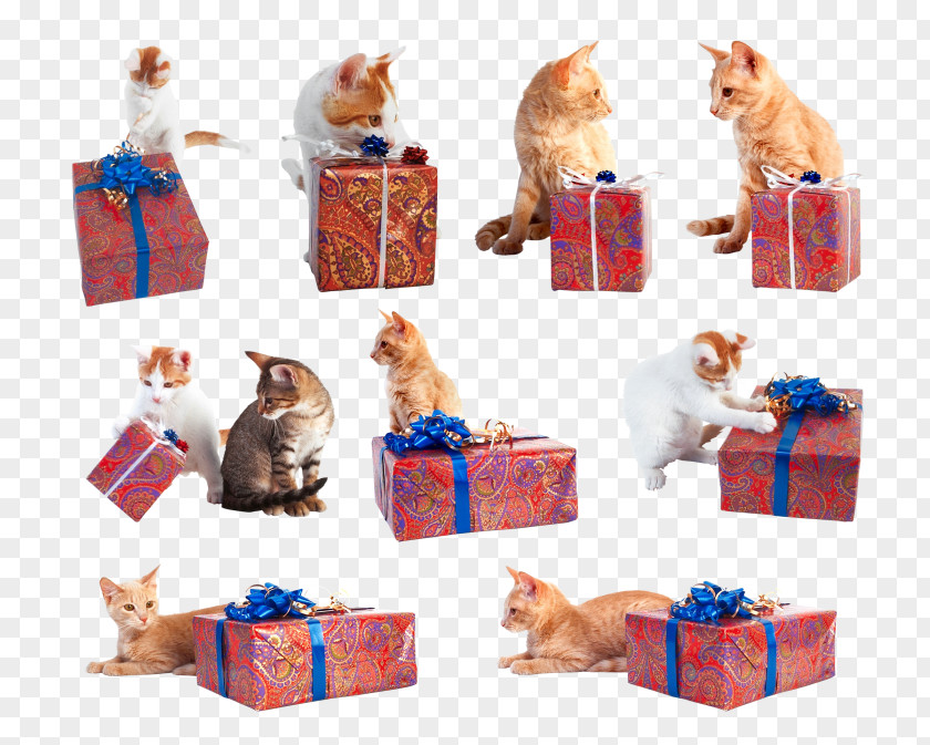 Cat Looking Gift Box Felidae Christmas Poison PNG