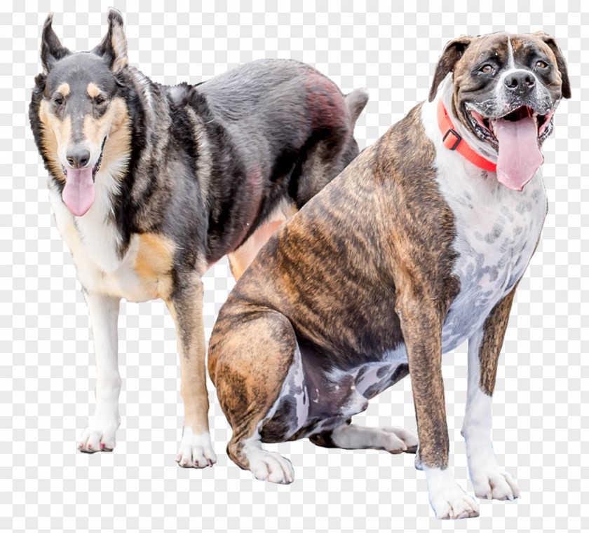 Dog Breed Snout Crossbreed PNG