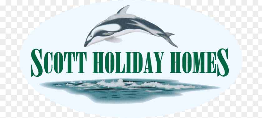 Dolphin Common Bottlenose Logo Brand Water PNG