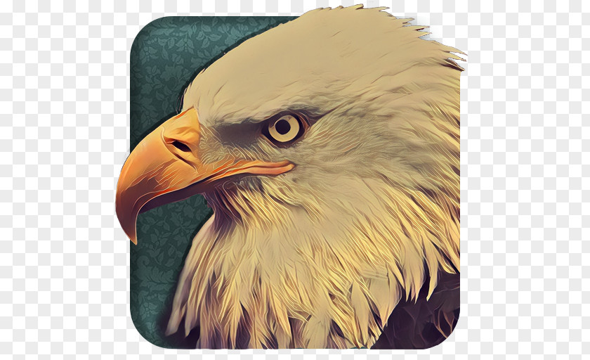 Eagle Bald Beak Close-up PNG